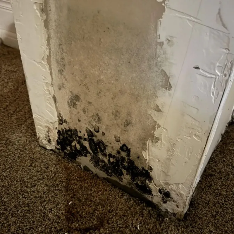 Professional Mold Removal in Poteet, TX